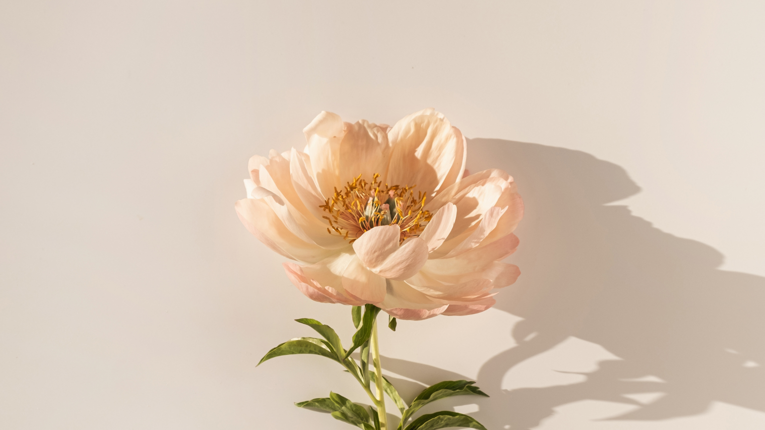 La fotografia di un delicato fiore rosa
